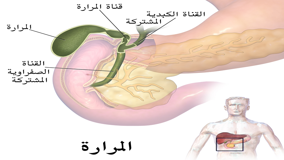 عواقب ركود الصفراء – RT Arabic